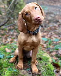 Junge Vizsla Hündin Emmi