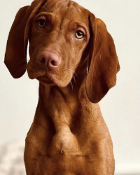 Vizsla Hündin Emmi