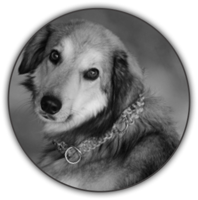 Hund