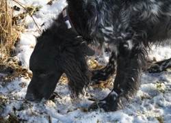 Großer Münsterländer Lucky im Schnee