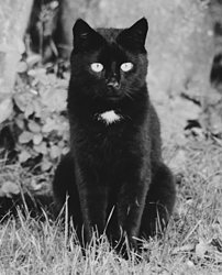 Schwarze Katze Sleepy
